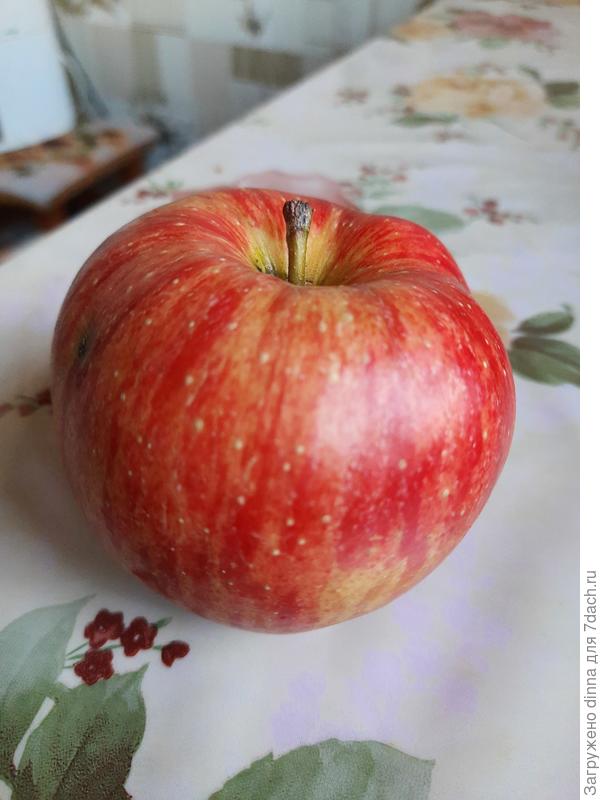 Это 1 яблоня. Яблоко сочное, вкусное, пахнет, мякоть твердоватая (может недоспело). По вкусу на Славу Победителям не похоже.