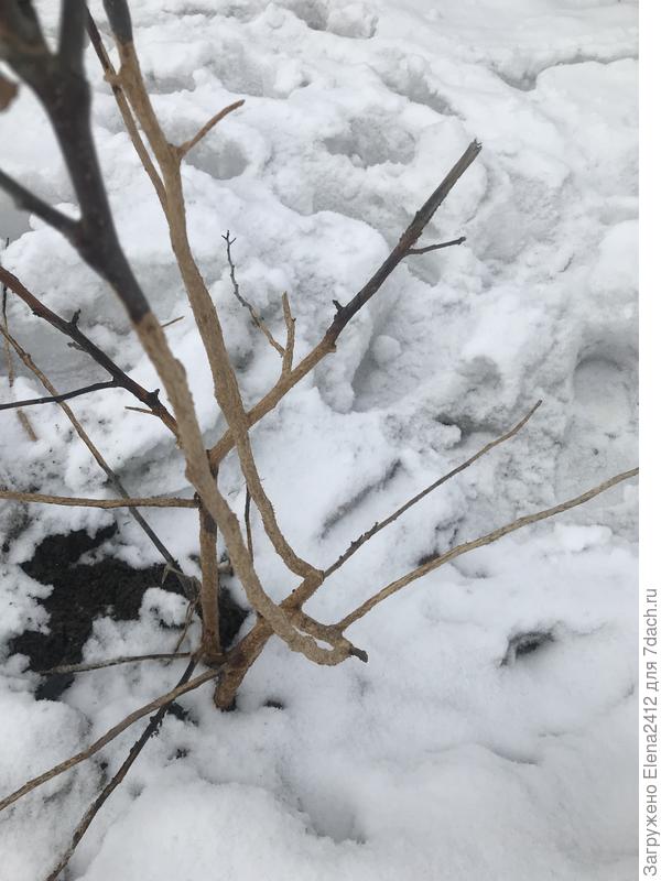 Так съели все яблони