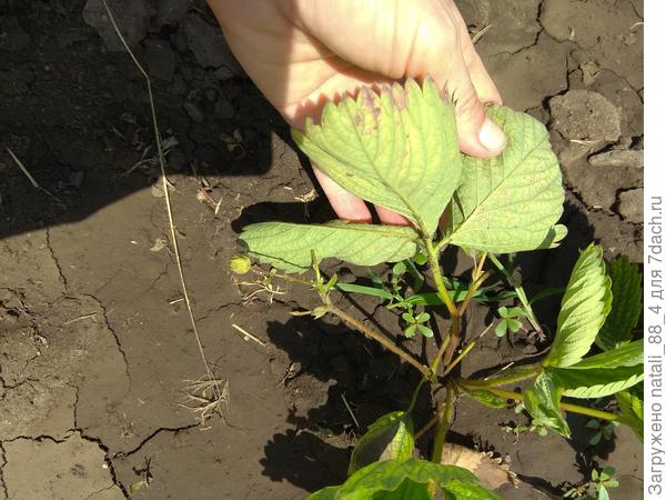 Снизу листа