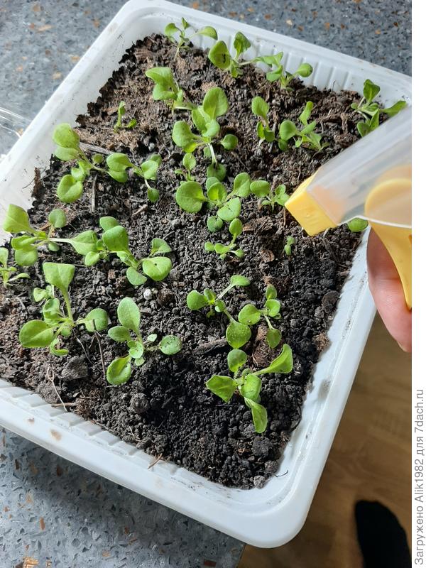 Как лучше, опрыскивать водой поверх или под корень?