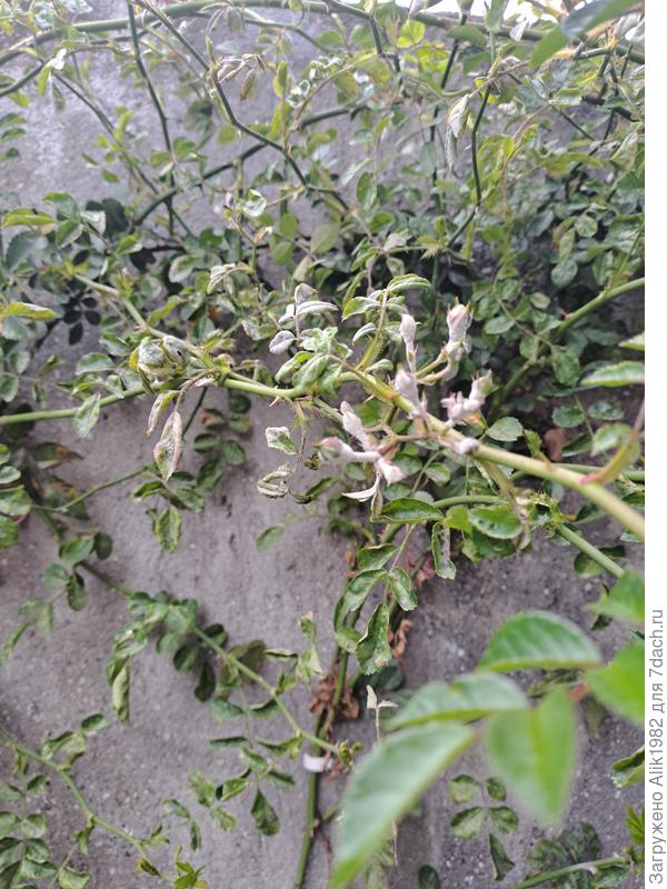 Что за болезнь и чем лечить