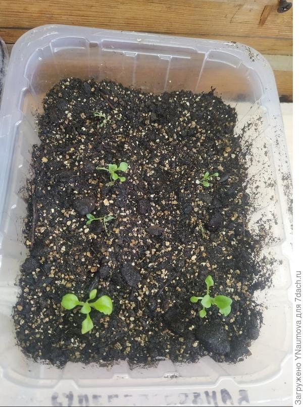 суперкаскадная петунья