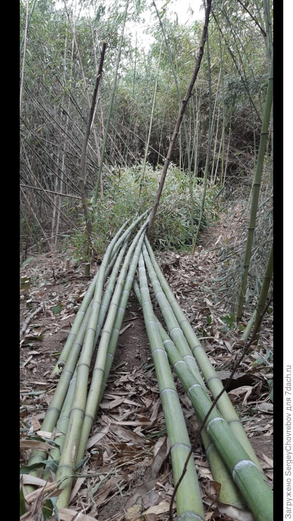 Стволы бамбука, фото- Краснодарский край, Сочи
