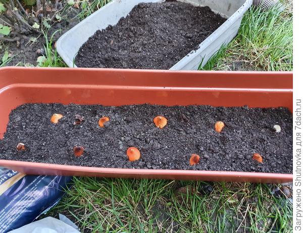 А вот процесс высадки тюльпанчиков Salmon impression