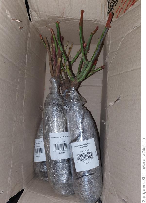 Роза Аваланж пока поселилась у мамы на грядке, а малиновые деревья и Aspirin rose на той неделе мы с мужем высадили на участке