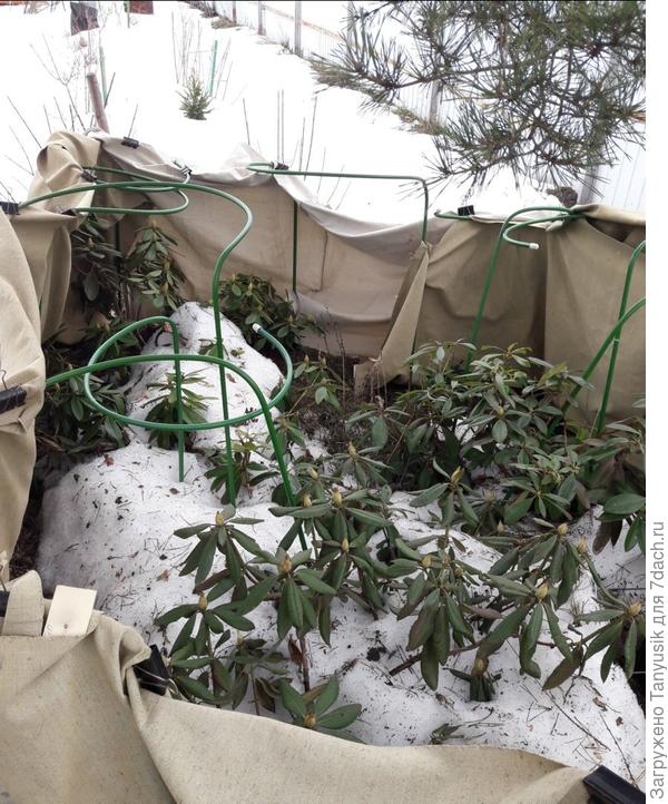 Притенка весной. ЛО.