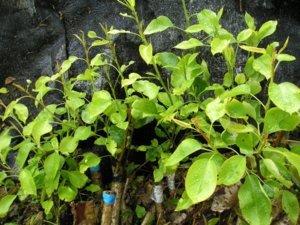 Почти все прививки груши на черноплодку прижились. Это был потрясающий результат для меня-новичка.