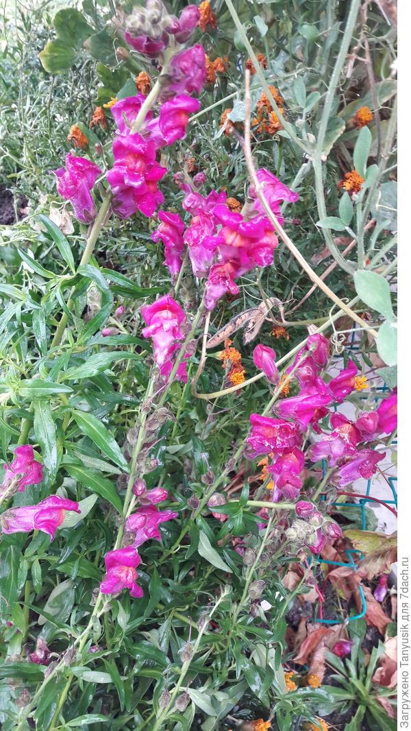 Львиный зев 25 октября.