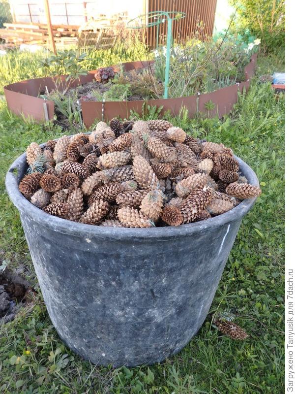 Столько было шишек.