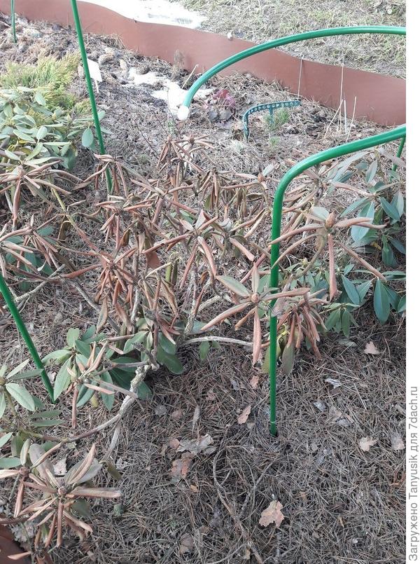 Подгоревший р-н в 2018 г