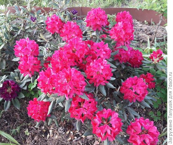 Цветение в 2020