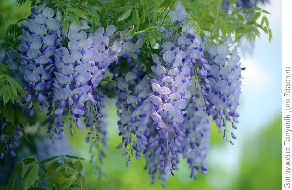 Ласково цветет глициния, она нежнее инея...