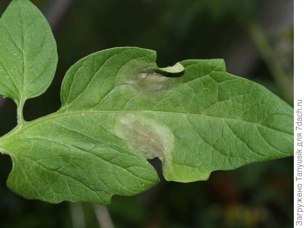 Серая гниль на листьях томата.