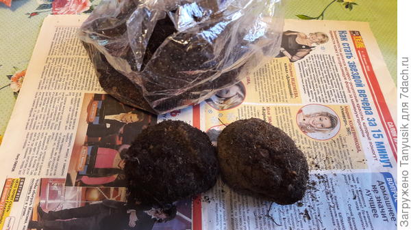 Клубни бегоний в пакете с торфом.