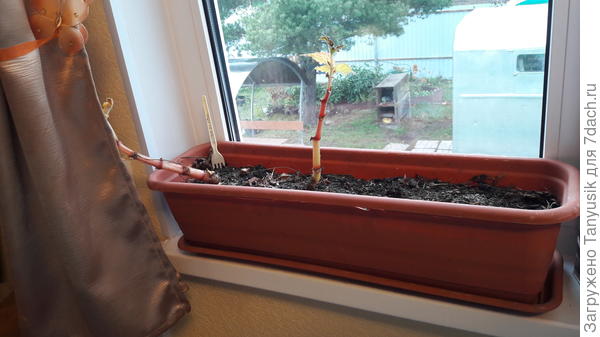 На подоконнике почти все засохли. Готовятся уйти на покой.