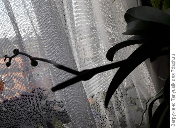 Боковой побег на стрелке фалинопсиса.