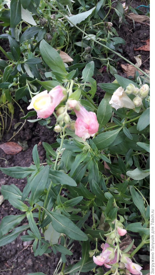 Львиный зев.