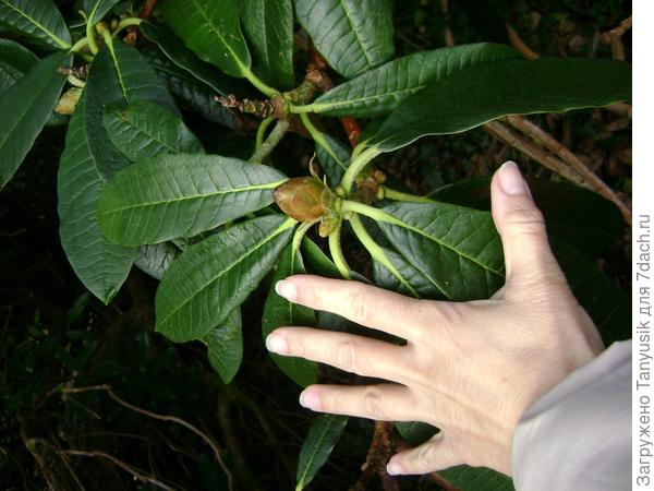 Рододендроны Ирландии