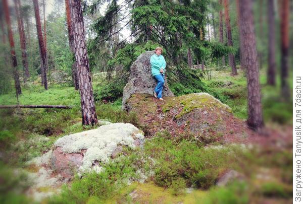 А какой там сказочный лес!