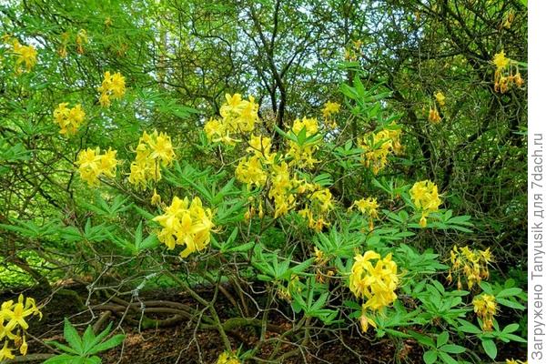 Рододендрон желтый Rh. luteum Sweet в лесу.