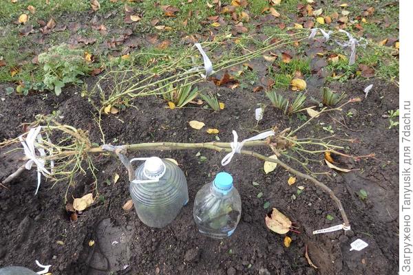 Связываю два штамба.