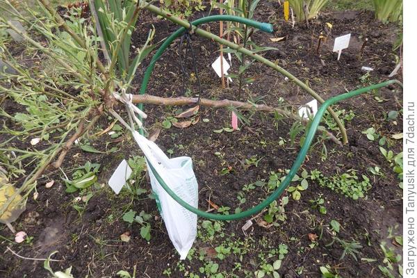 Штамбовая роза с грузом на &quot;шее&quot;.&quot;.