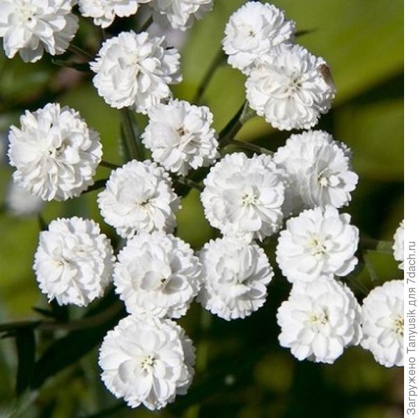 Жемчужница