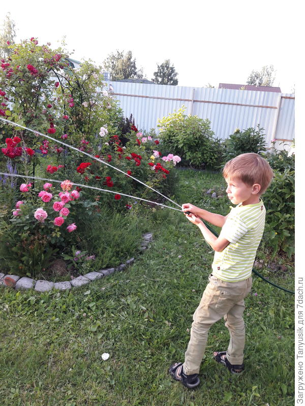 Младший внук поливает розы