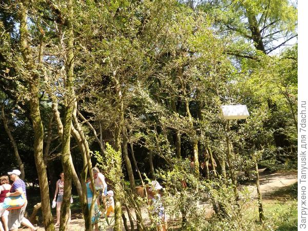 За лето делалось 5 глубоких обрезок самшита. А в подвешенных коробочках - отрава для бабочек. Не знаю, как называется.