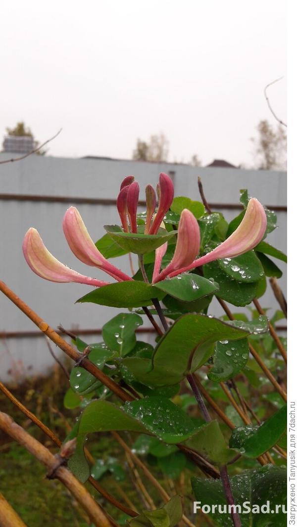 жимолость каприфоль