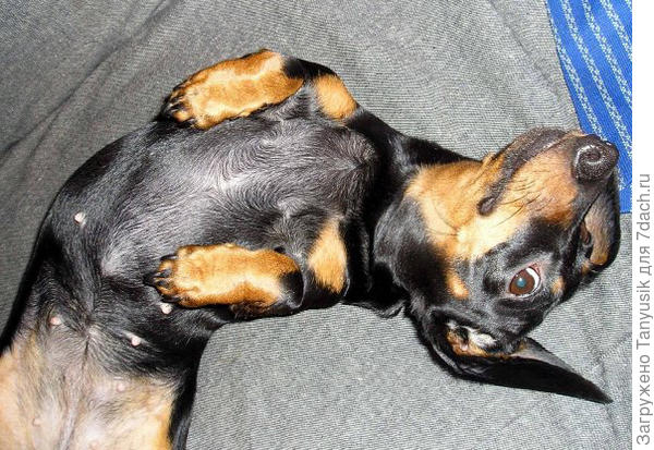 Ну нарисуйте меня такой!