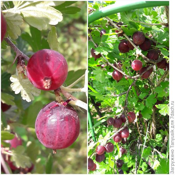 Финский сорт Хайномекеном Ред.