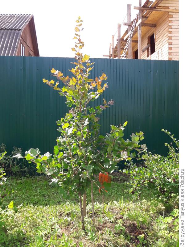 Черный Негус на штамбе. Уже выше меня ростом!