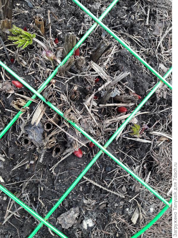 Когда кладешь решетку на землю, то кажется, что росткам будет просторно.