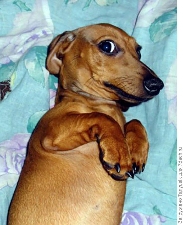 А младшая испугалась: "Ой, боюсь, боюсь..."