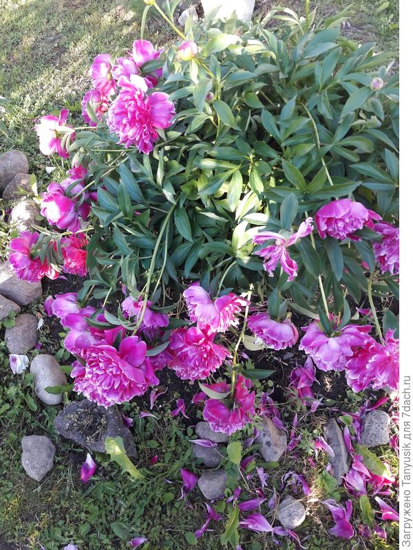 Опоры не видно, но она есть. Самая большая из таких d=45 см, h=100 см.И совершенно не помогла от разваливания куста после дождя.