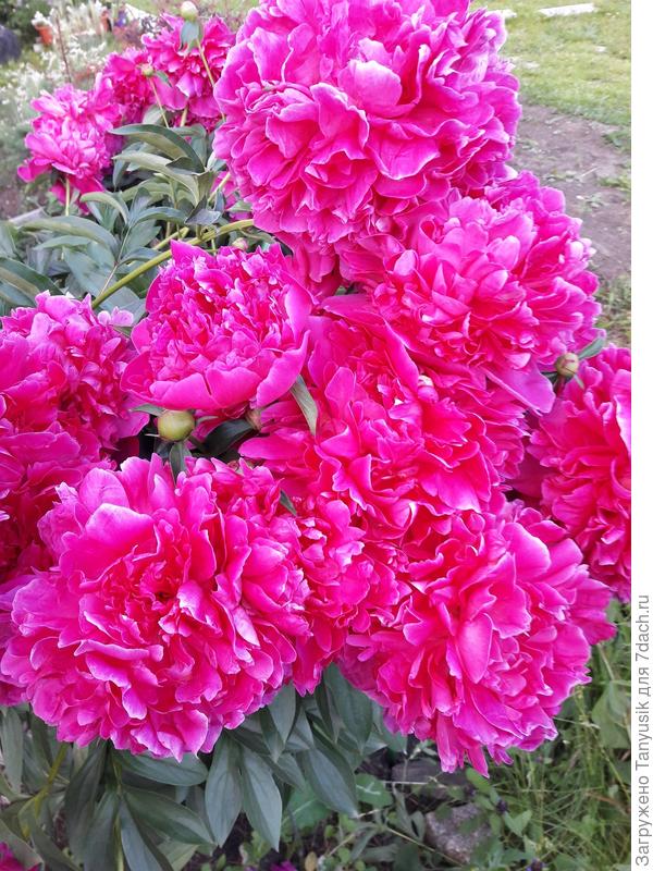 Но вырастают, смотрится красиво, но такая теснота совершенно не годится!