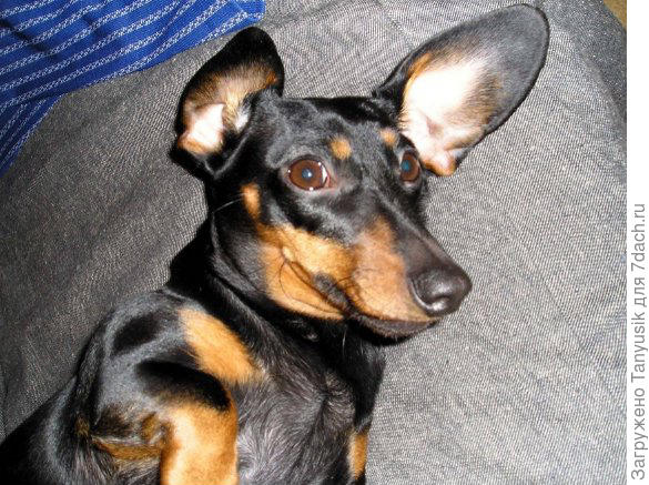 Старшая собака с удовольствием согласилась!