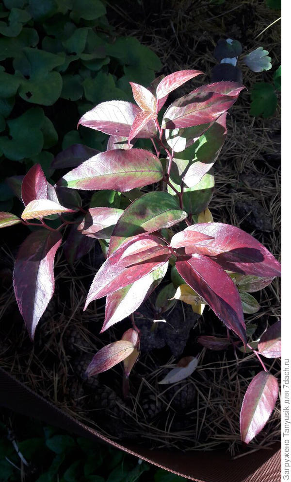 Леукотоэ Рейнбоу.