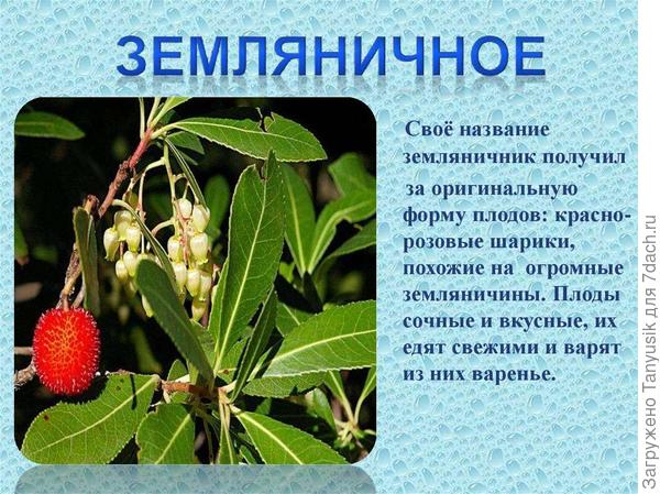 Земляничник.