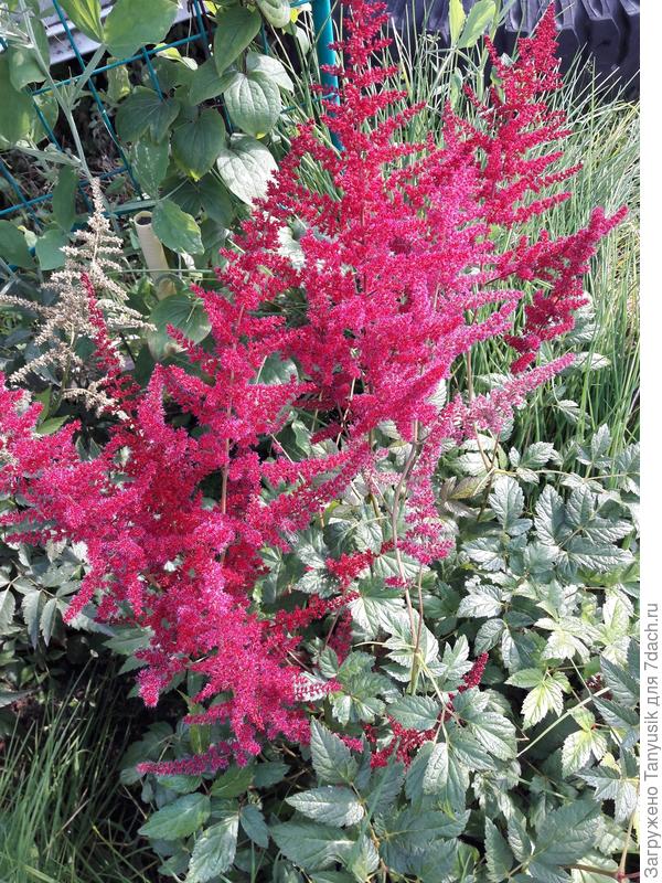Астильба Радиус. Суглинок.