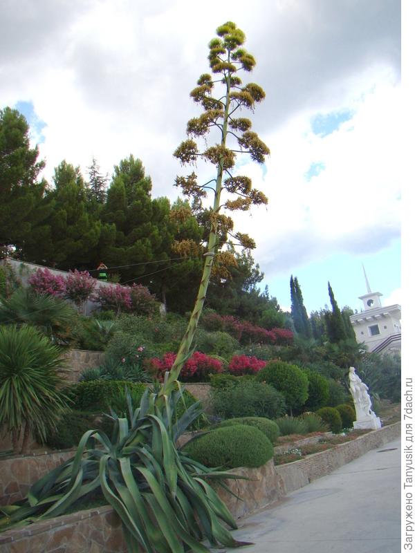 Цветение агавы  в парке &quot;Парадиз&quot;. Крым. Айвазовское.