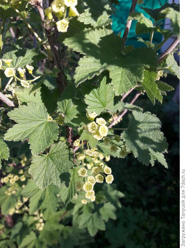 Цветет белая смородина.