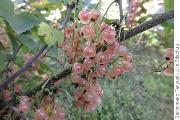 Голландская розовая.