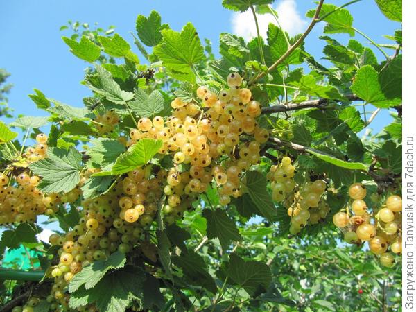 Белая смородина - моя радость и грусть.