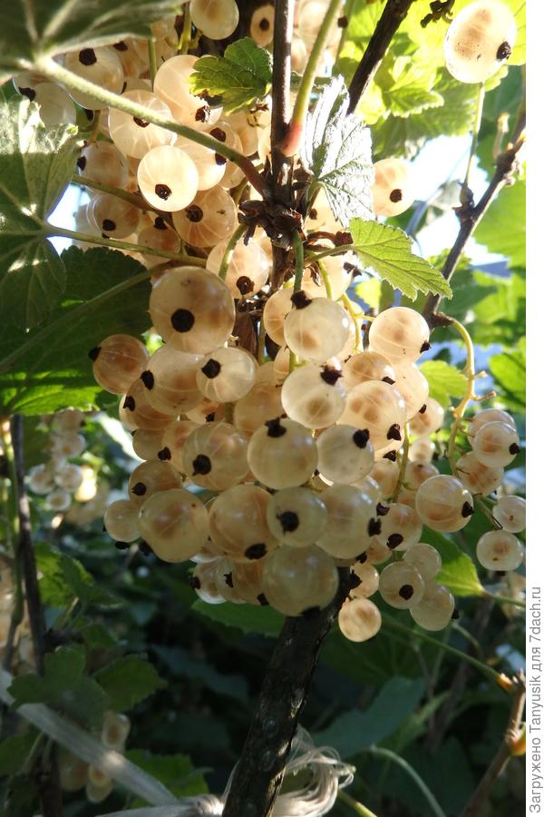 Белая смородина. &quot;Косточки&quot; большие, видны на просвет.