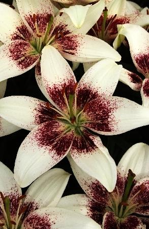 Уайт Пикселс