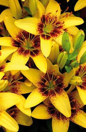 Голден стоун