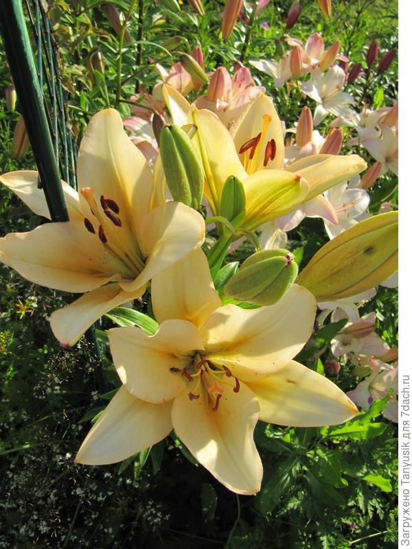 Салмон Классик