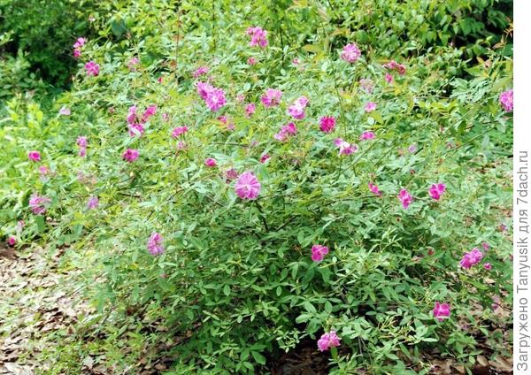 Роза болотная (Rosa palustris).